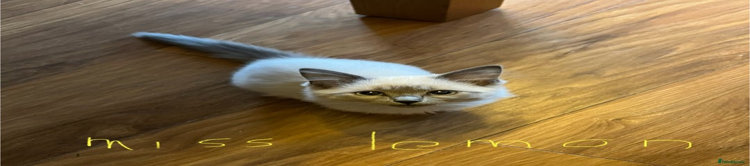 Ragdoll Kitten 2