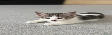 Kitten 1