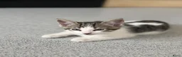 Mixed Breed cats for sale: Cute maine coone + domestic shorthair kittens - Advert 19