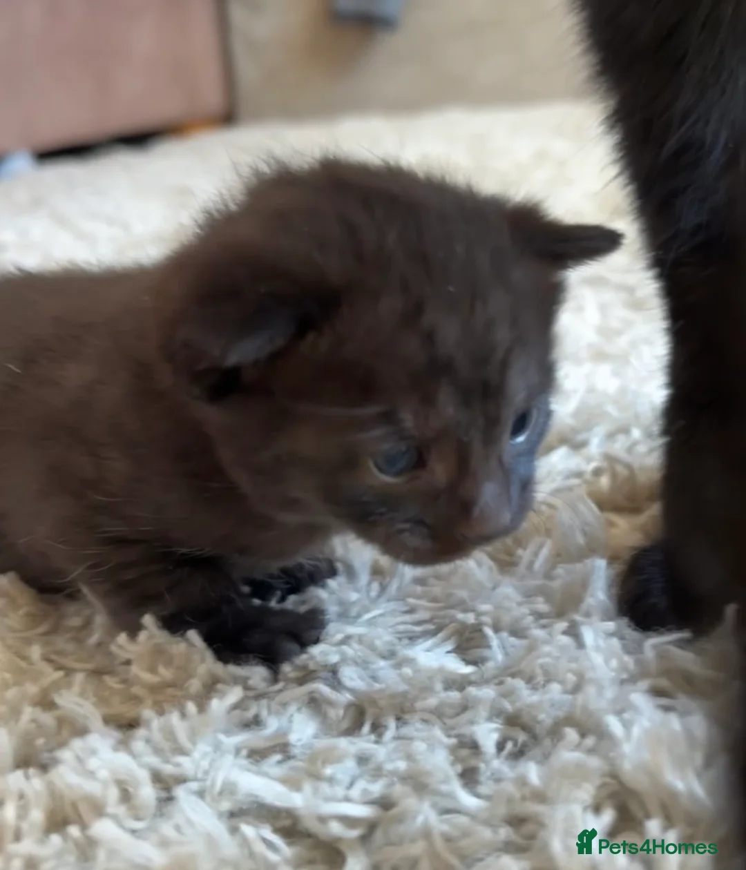 Domestic Shorthair cats for sale: 2 Domestic LONGHAIR kittens  - Advert 2