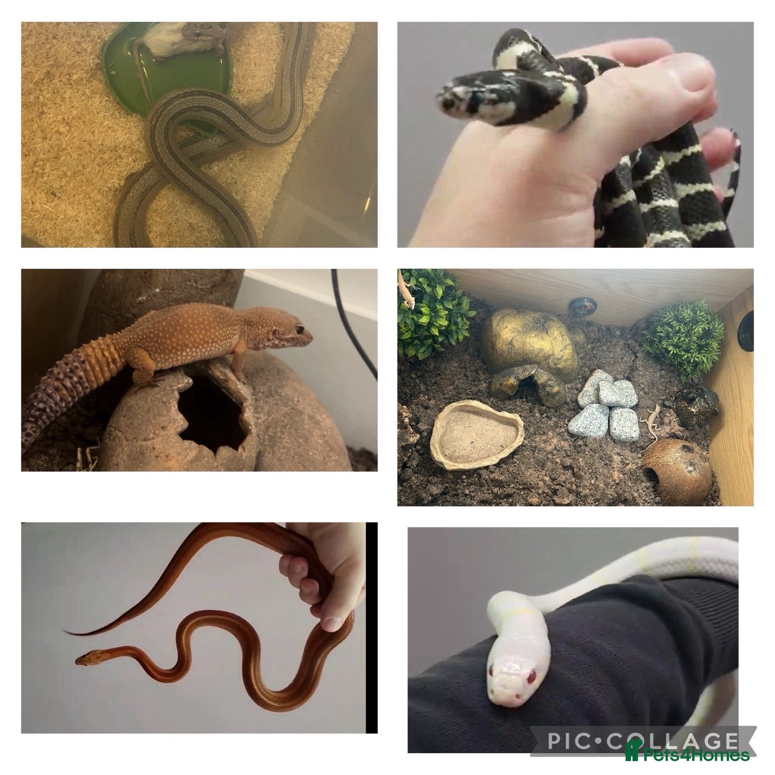 Mixed Breed reptiles Multiple reptiles for rehome  - Advert 16
