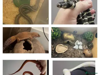 Mixed Breed reptiles Multiple reptiles for rehome - Advert 16