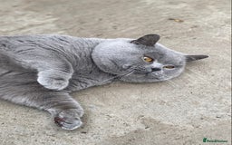 British Shorthair cats for stud: 💙 RARE COLOUR STUDS GCCF & TICA EAST MIDLANDS  in Derby - Image 3