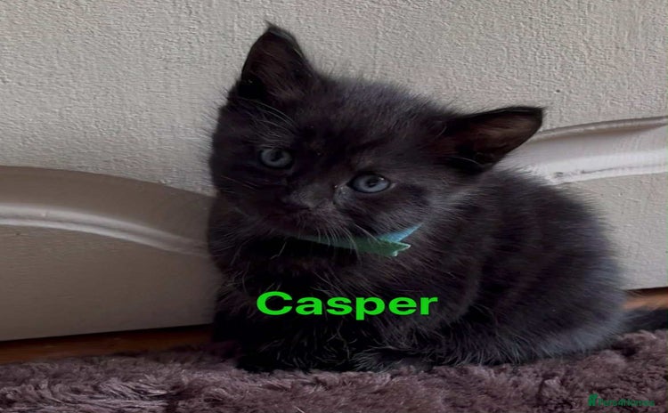 Mixed Breed cats - Advert 5