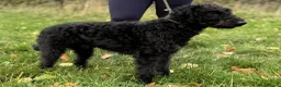 Mixed Breed dogs for sale: Deerhound Greyhound Collie/ Bedlington  in Shrewsbury - Advert 5
