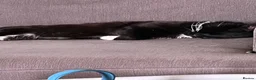 Mixed Breed cats for sale: Ready for Furever Homes in Buckingham - Advert 6