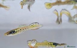 Live Bearers fish for sale: Guppy fish males tiger hybrids - Image 10