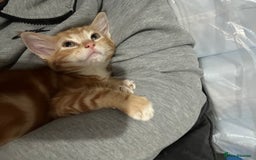 Ragdoll cats for sale: male kitten ragdoll cross bengal x  - Advert 6