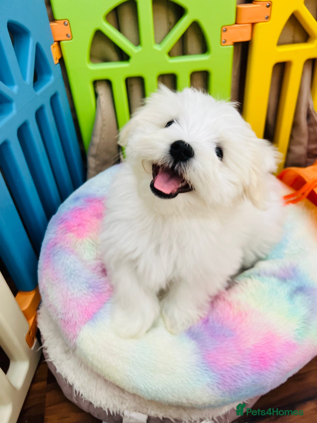 Maltese dogs for sale: For sale - Image 8