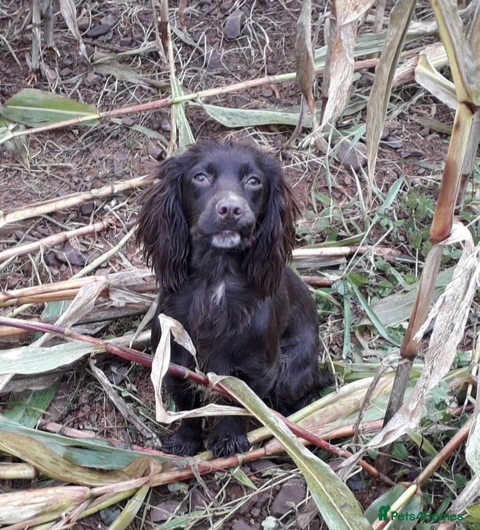 Mixed Breed dogs Cocker x Terrier puppies - Advert 1