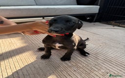 Lurcher dogs for sale: Bull cross puppies  - Image 7