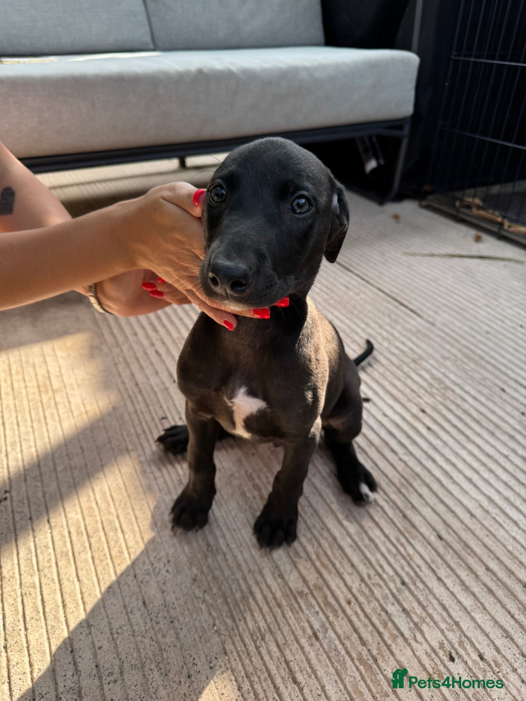 Lurcher dogs for sale: Bull cross puppies  - Image 7