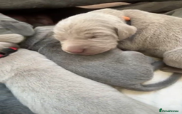Weimaraner dogs for sale: M & F BLUE and SILVER KC proven bloodline.  - Image 7