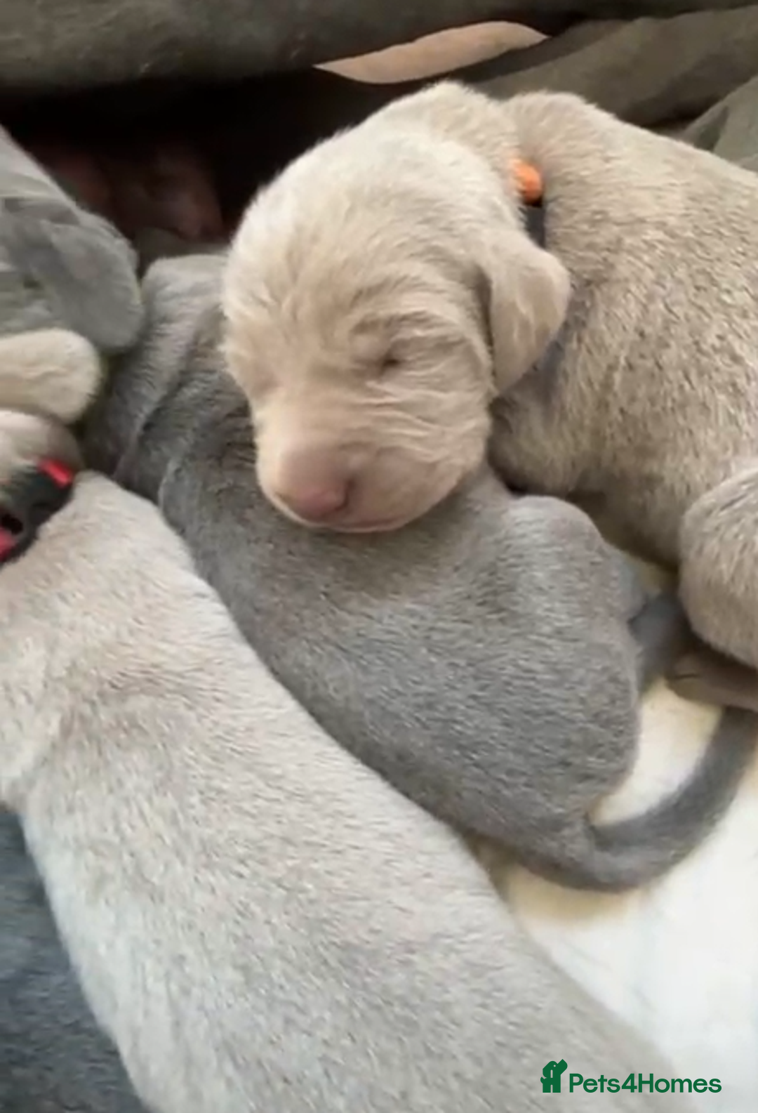 Weimaraner dogs for sale: M & F BLUE and SILVER KC proven bloodline.  - Image 7