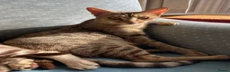 Ocicat cats for sale: Gorgeous Ocicat Fleur needs loving retirement home - Advert 3