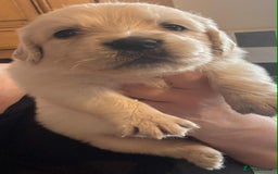 Golden Retriever dogs for sale: Stunning KC Golden Retriever puppies - Image 15