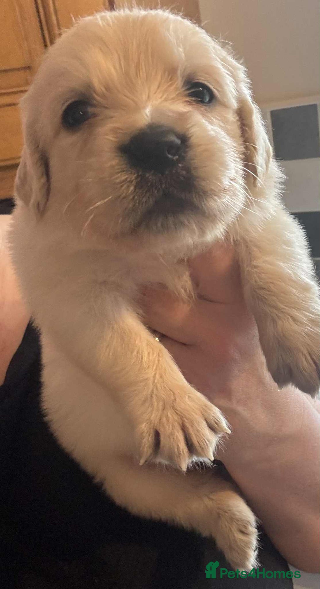Golden Retriever dogs for sale: Stunning KC Golden Retriever puppies - Image 15
