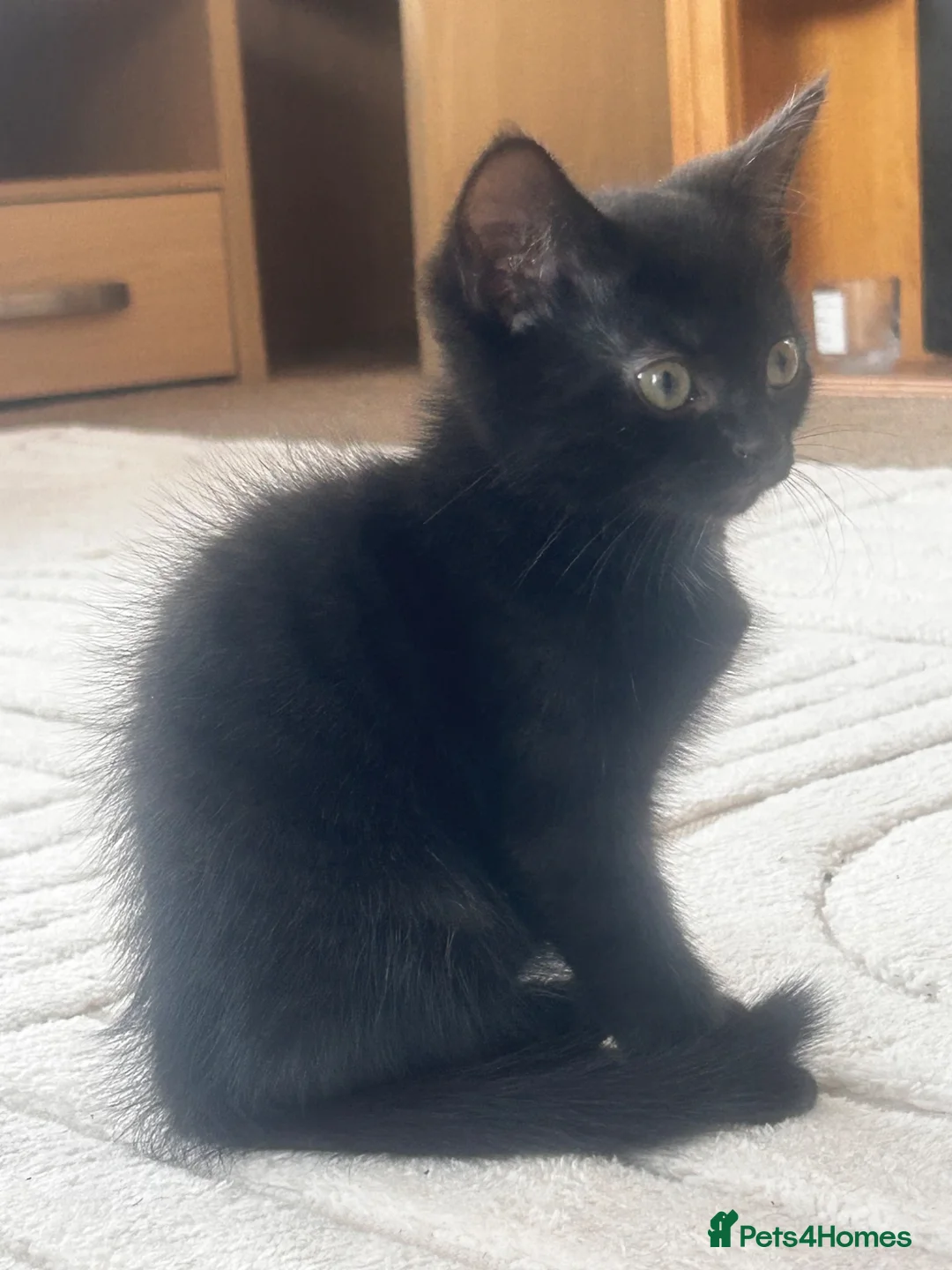 British Shorthair cats for sale: Beautiful Tuxedo kittens in Chichester - Advert 2
