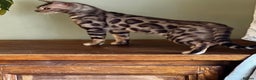 Bengal cats for sale: Stunning Silver Rosetted Male Bengal Kitten - Advert 2