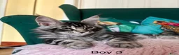 Maine Coon cats for sale: MONSTRUAL GIANTS! Elite MAINE COON Kittens  - Advert 19