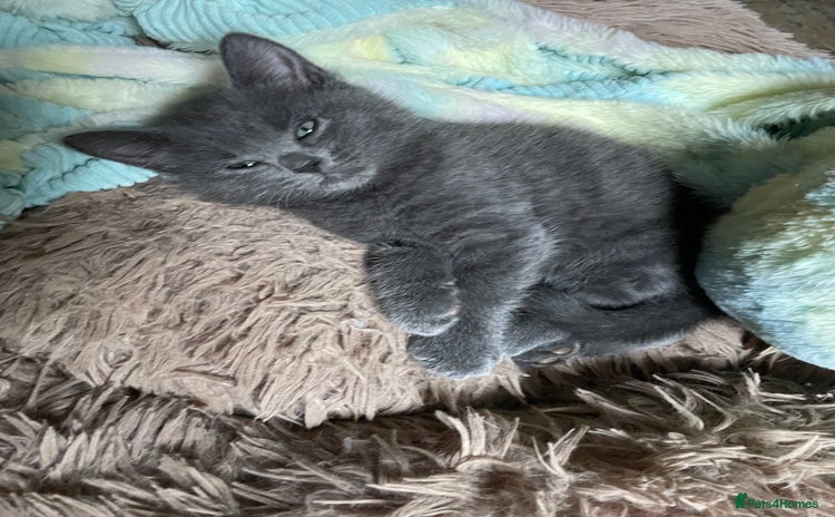 British Shorthair cats 5 kittens for sale  - Advert 3