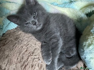 British Shorthair cats 5 kittens for sale - Advert 17