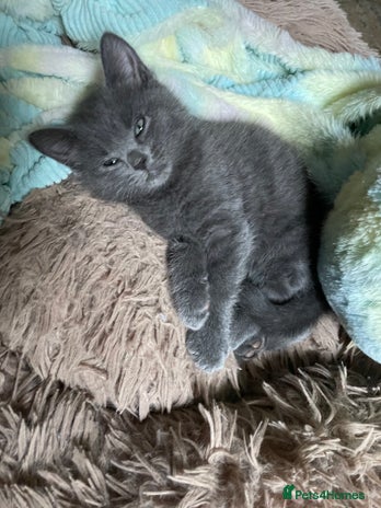 British Shorthair cats 5 kittens for sale - Advert 3
