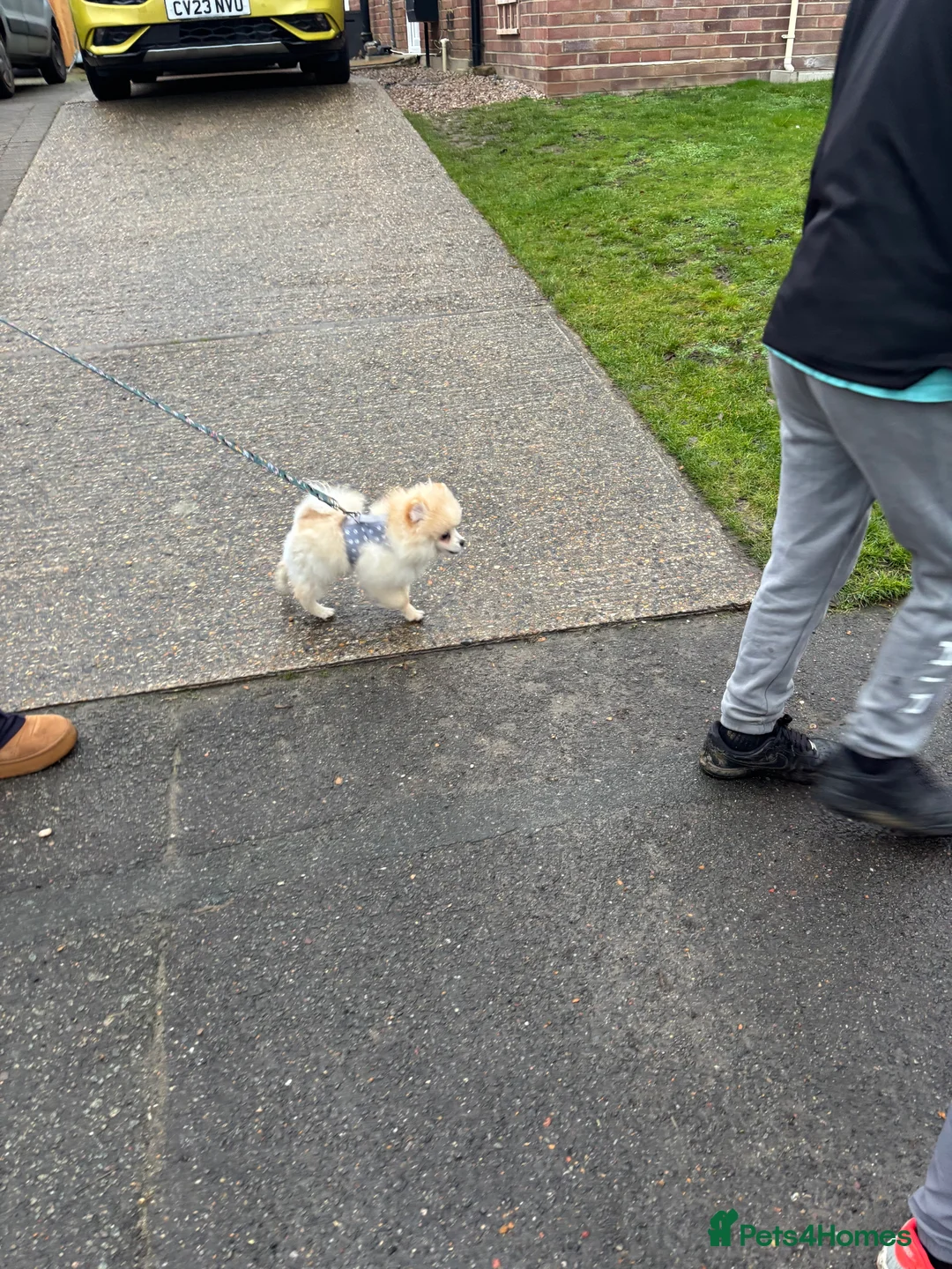 Pomeranian dogs for sale: Pomeranian males looking for there forever home  - Advert 27