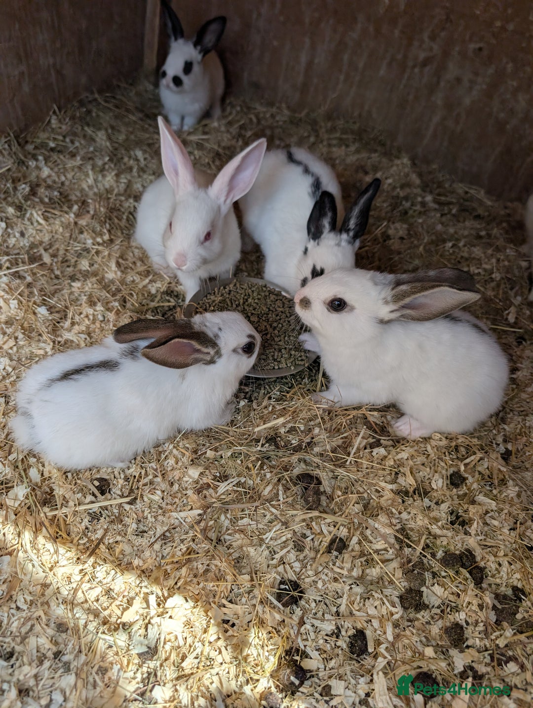 Mixed Breed rabbits for sale: Lots of bunnies for sale  - Image 6
