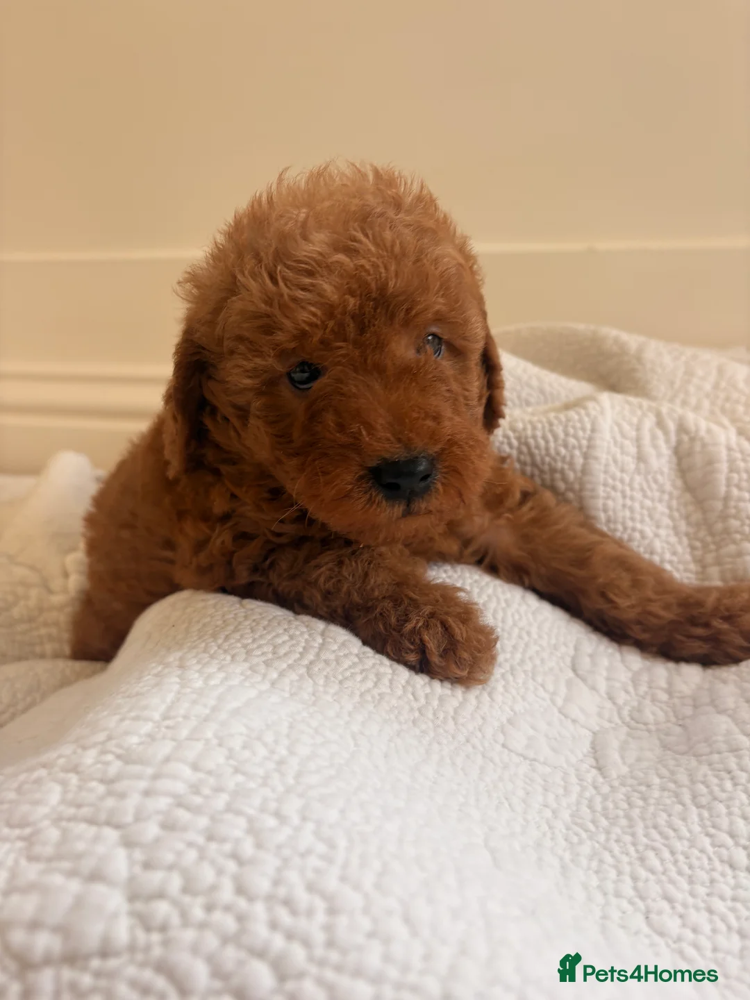 Labradoodle dogs for sale: LICENSED BREEDER QUALITY MINI LABRADOODLES - Advert 16