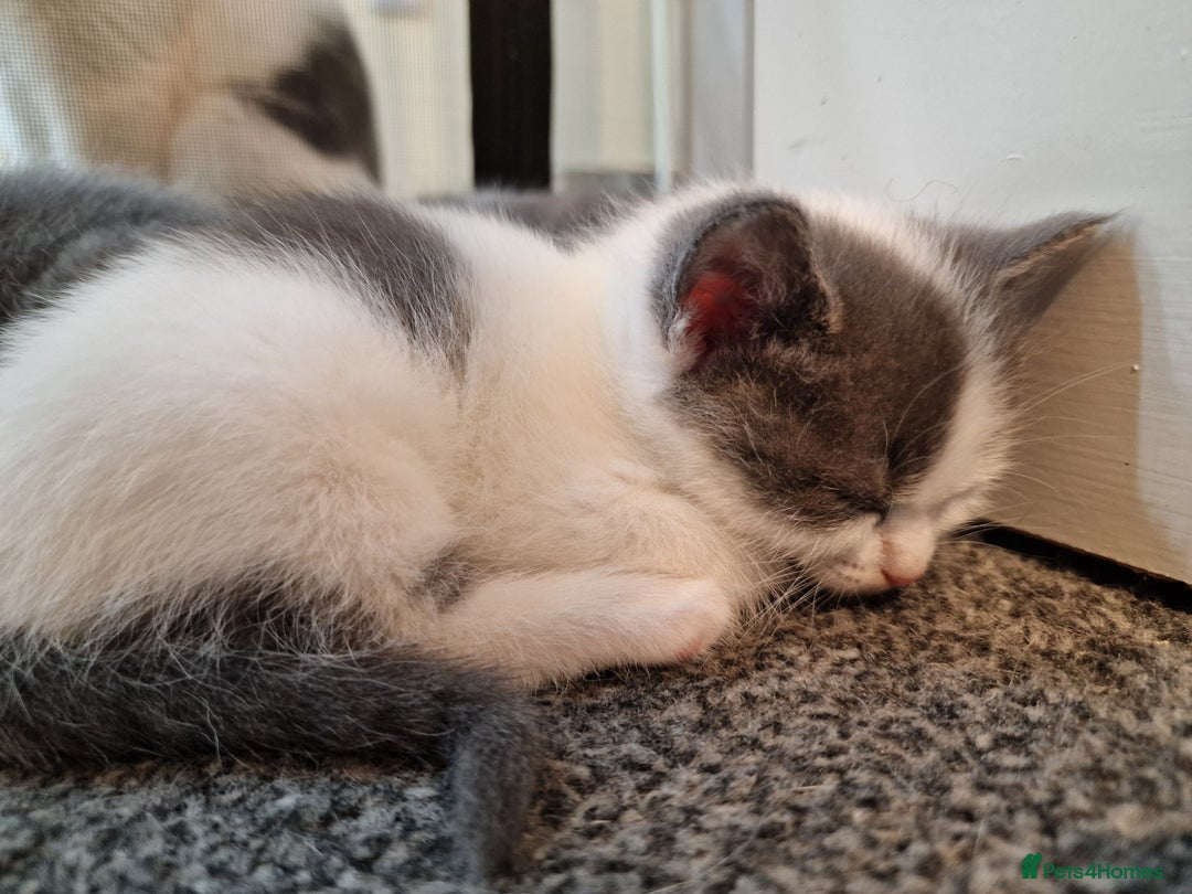 RagaMuffin cats for sale: 3 grey and white female kittens  - Image 4