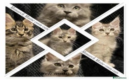 Maine Coon cats for sale: Monarch Maine coon cats - Image 1