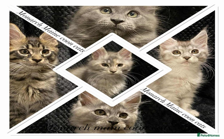 Maine Coon cats - Advert 1