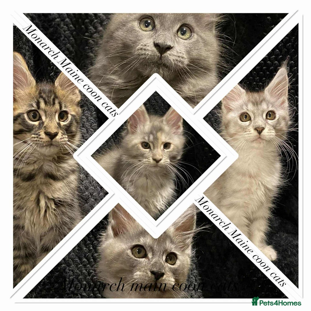 Maine Coon cats for sale: Monarch Maine coon cats - Image 1