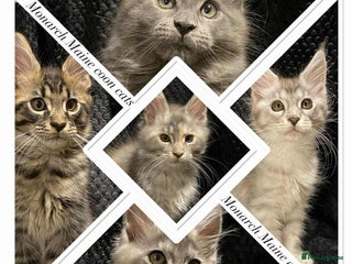Maine Coon cats - Advert 5
