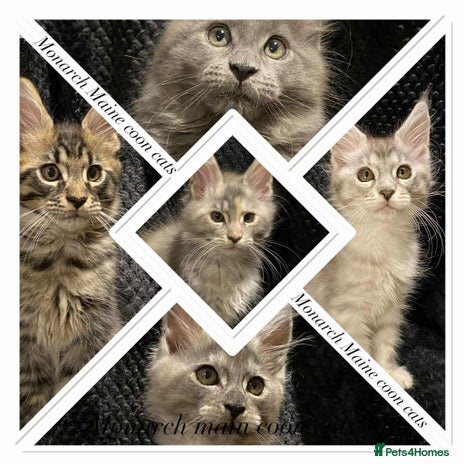 Maine Coon cats - Advert 8