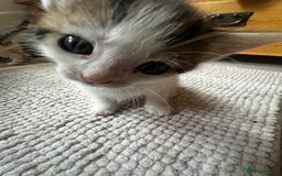 Mixed Breed cats for sale: Kittens for sale  - Image 12