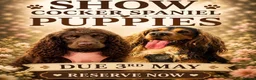 Cocker Spaniel dogs for sale: 🐾 Stunning Show type Cocker spaniels 🐾 - Advert 1