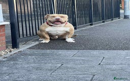 American Bull Staffy dogs for stud: American bully pocket - Image 2