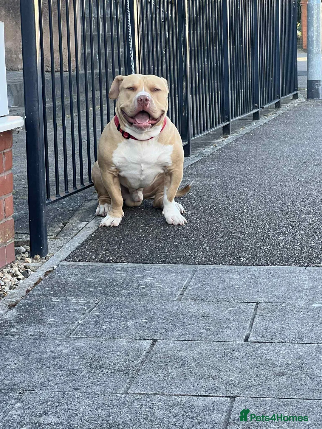 American Bull Staffy dogs for stud: American bully pocket - Advert 2