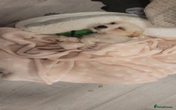 Cavapoo dogs for sale: Bonnie - Image 1