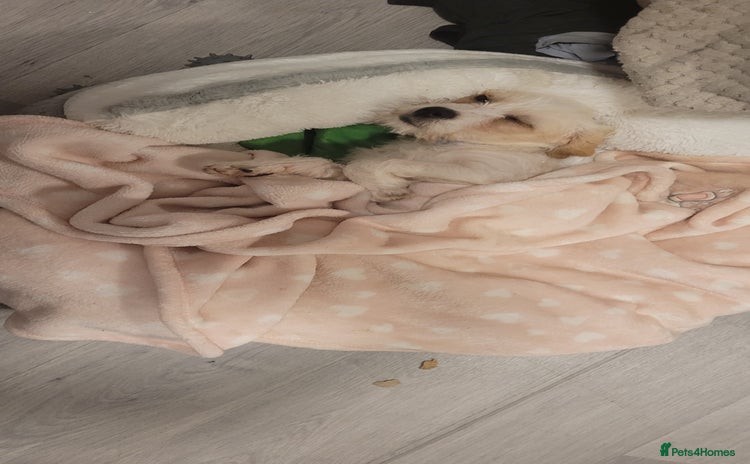 Cavapoo dogs - Advert 1