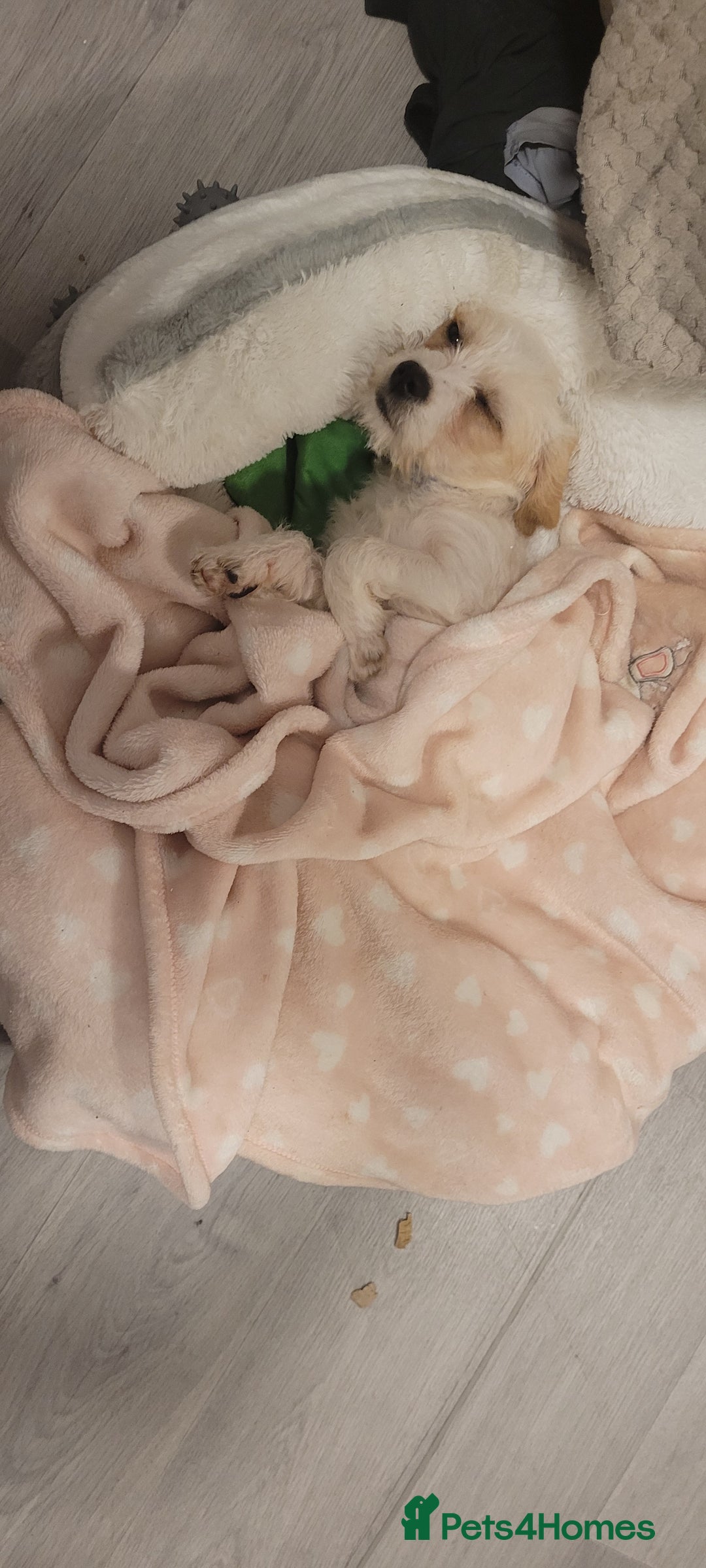 Cavapoo dogs for sale: Bonnie - Image 1