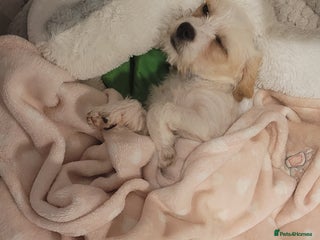 Cavapoo dogs - Advert 6