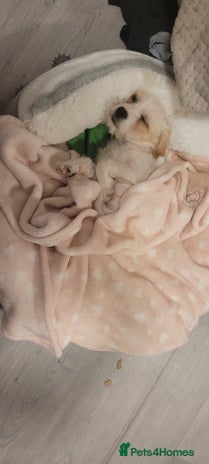 Cavapoo dogs - Advert 1