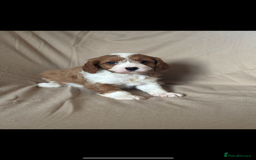 Cavapoo dogs for sale: F1 CAVAPOO PUPPIES - Image 9