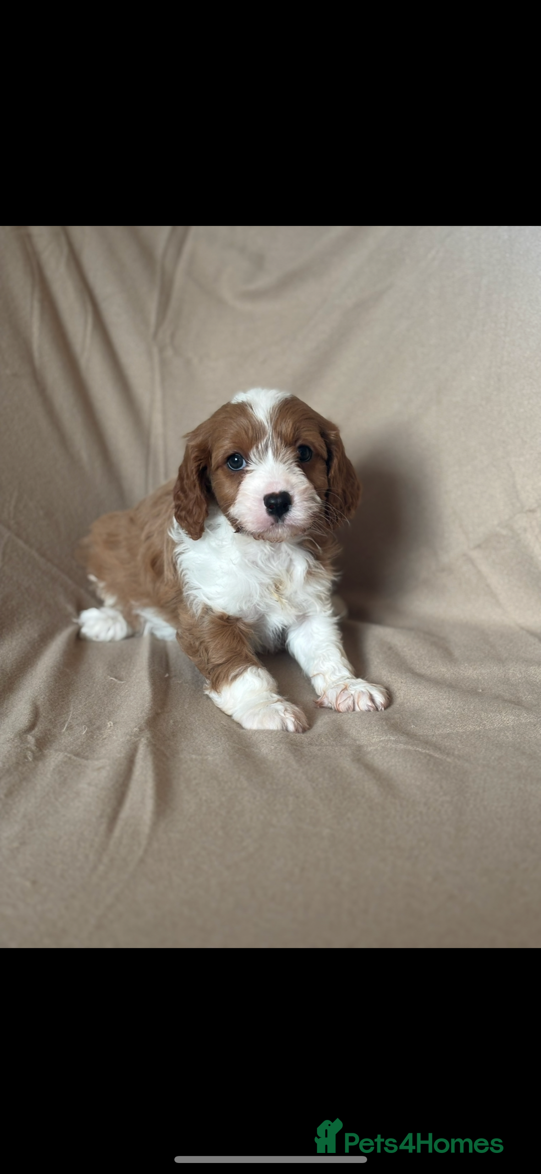 Cavapoo dogs for sale: F1 CAVAPOO PUPPIES - Image 9