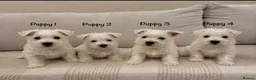 West Highland Terrier dogs for sale: Traditional west highland white terrier puppies - Advert 6