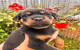 Rottweiler dogs for sale: 2 quality Rottweiler puppies  - Image 4