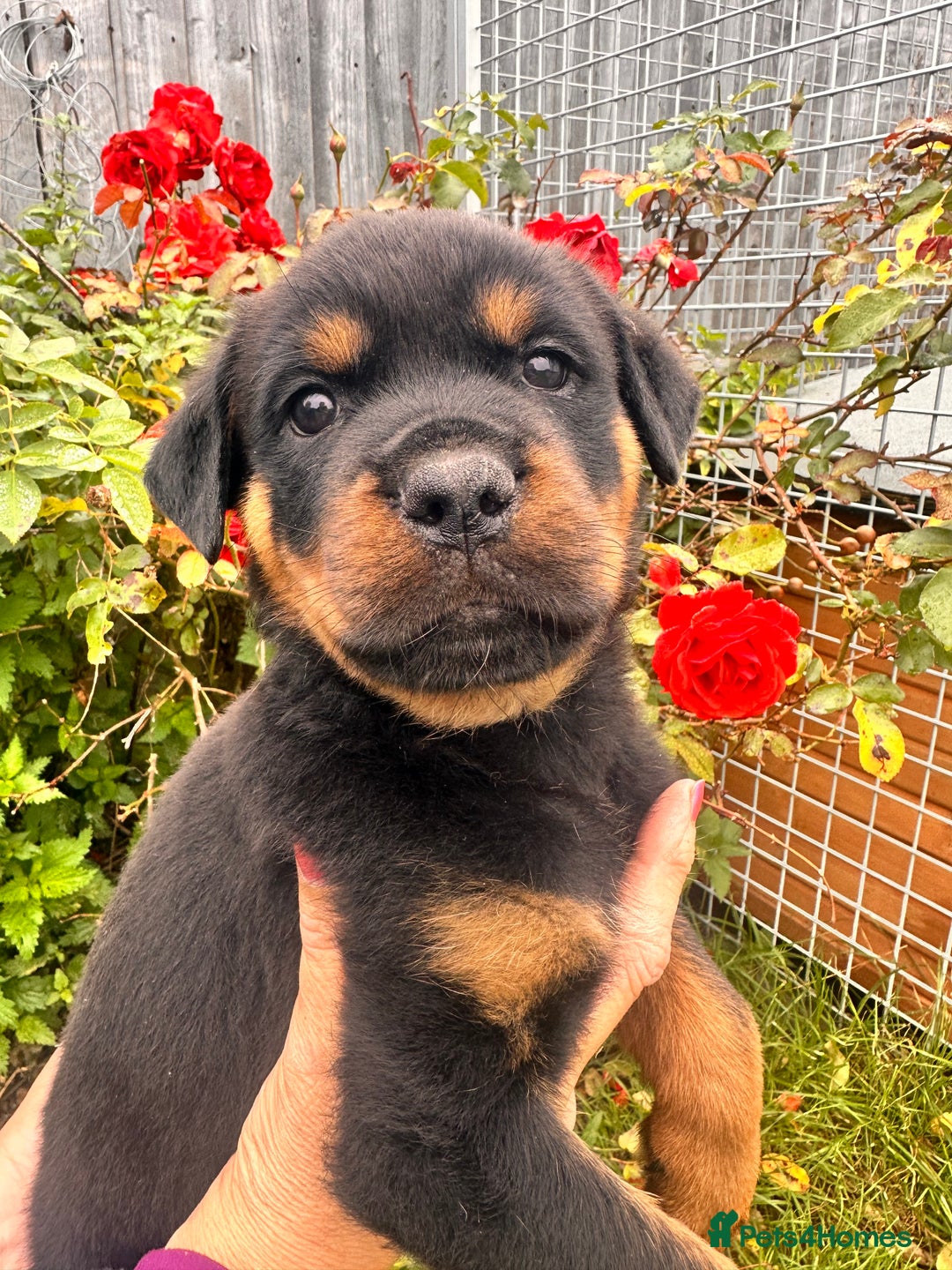 Rottweiler dogs for sale: 2 quality Rottweiler puppies  - Image 4